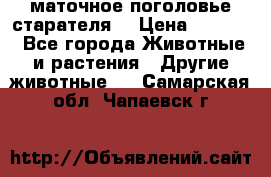 маточное поголовье старателя  › Цена ­ 2 300 - Все города Животные и растения » Другие животные   . Самарская обл.,Чапаевск г.